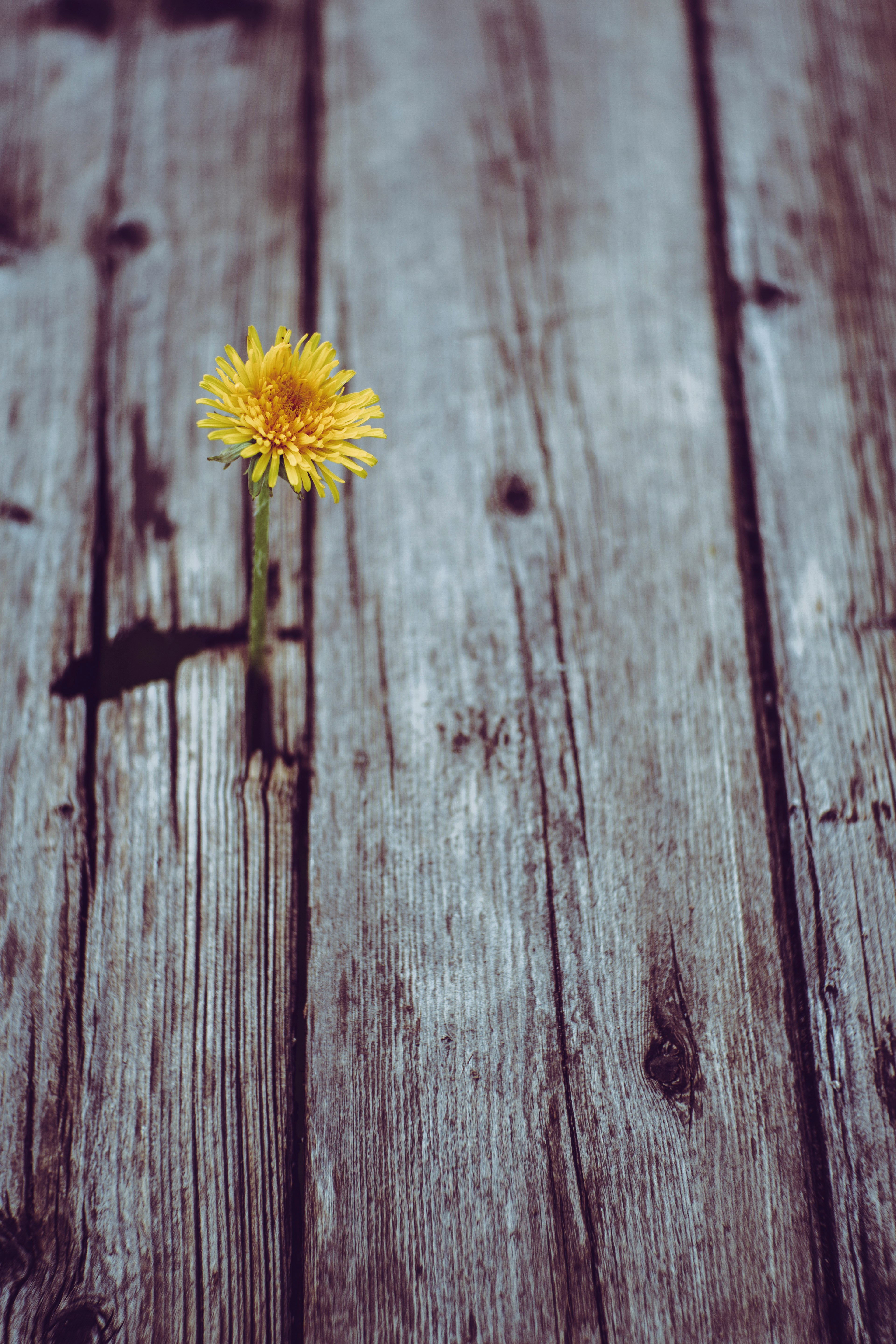 blooming yellow gerbera daisy flower on gray plank